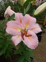 [3258 Catcher World B No02.JPG]